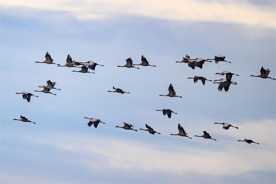 Besonders spektakulär ist jedes Jahr der Zug der Kraniche, die an der typischen V-Formation und den lauten Trompetenrufen gut zu erkennen sind. (Archivbild)Patrick Pleul/dpa