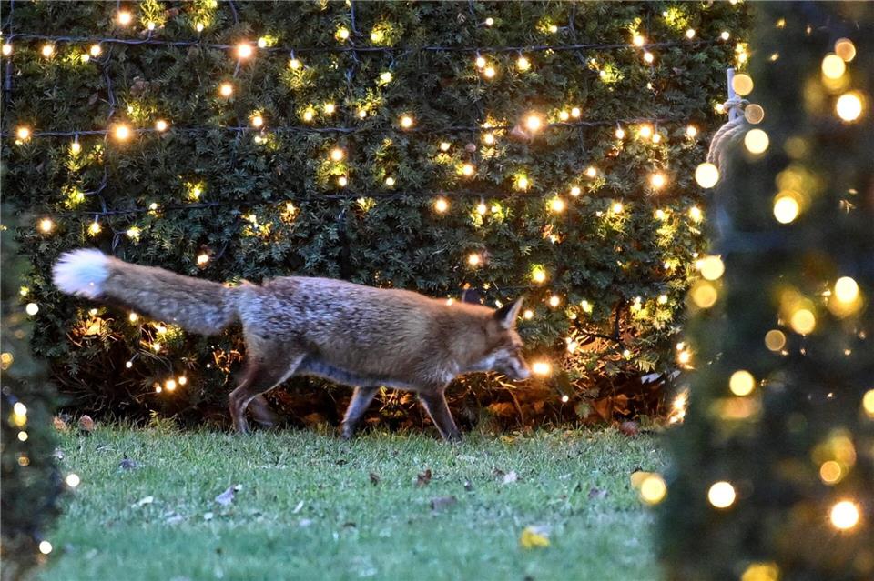 Besonders viele Anfragen bei „Wildtiernah“ gab es unter anderem zu Füchsen. (Symbolbild)Britta Pedersen/dpa