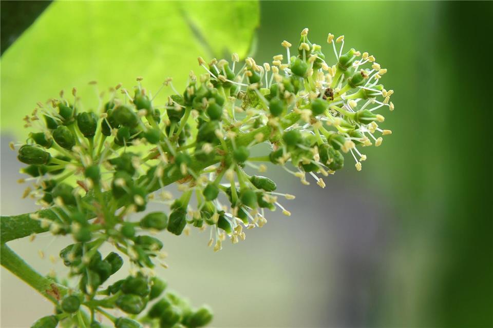 Besonders während der Rebblüte sind die fränkischen Winzer auf Regen angewiesen. (Symbolbild)Karl-Josef Hildenbrand/dpa