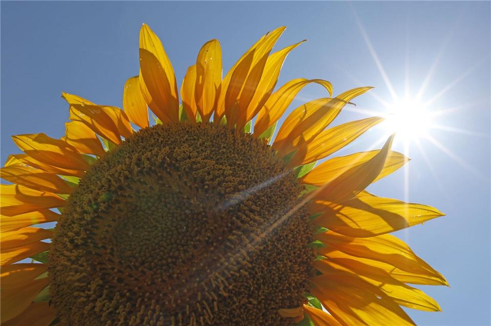 Besonders zum Monatsende war es verbreitet heiß geworden mit über 35 Grad Celsius, örtlich sogar bis circa 40 Grad Celsius. (Symbolbild)Matthias Bein/dpa
