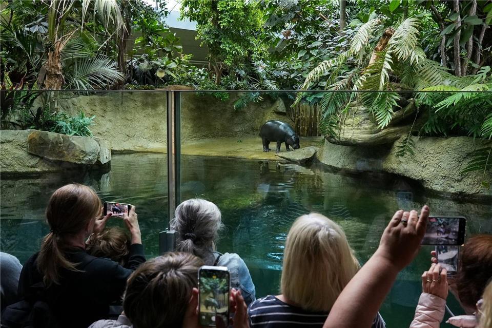 Besucher fotografieren das Flusspferd Toni im Berliner Zoo.Julian St�hle/dpa-Zentralbild/dp