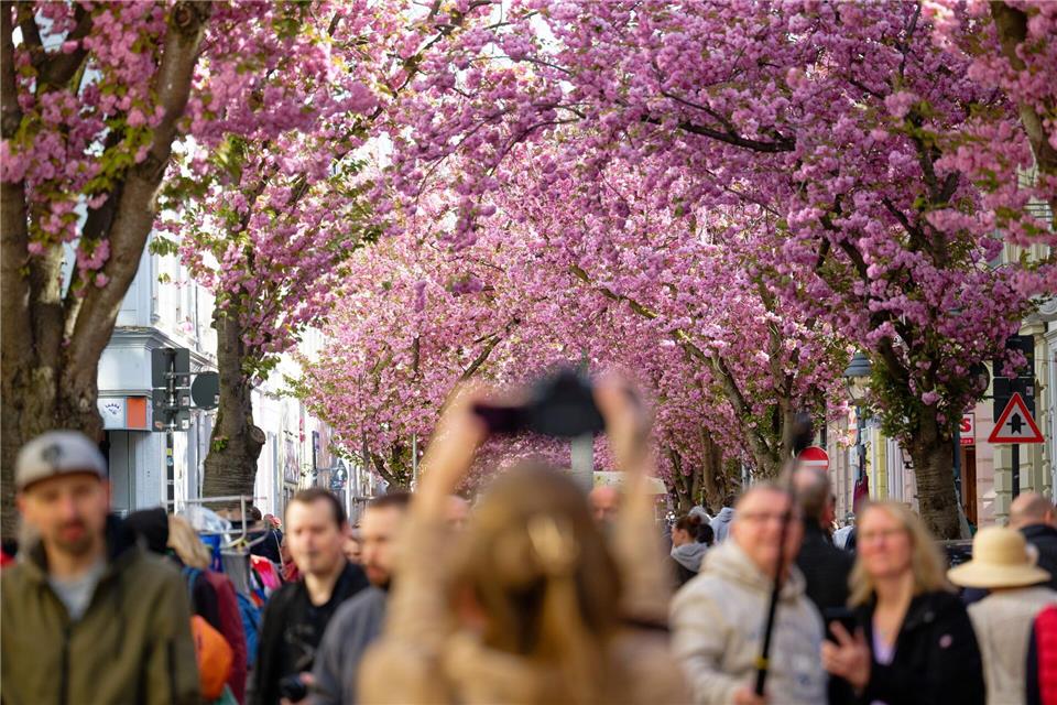 Besucher genießen den Blick auf die rosa Blütenpracht.Henning Kaiser/dpa