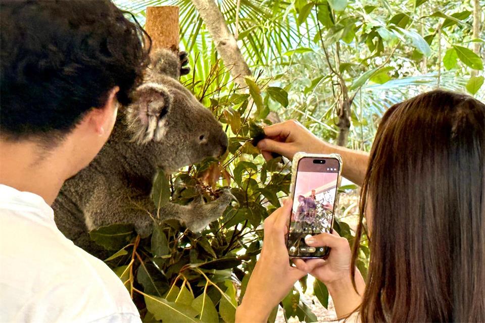 Besucher können im Lone Pine Koala Sanctuary einen „Koala Moment“ buchen.Carola Frentzen/dpa