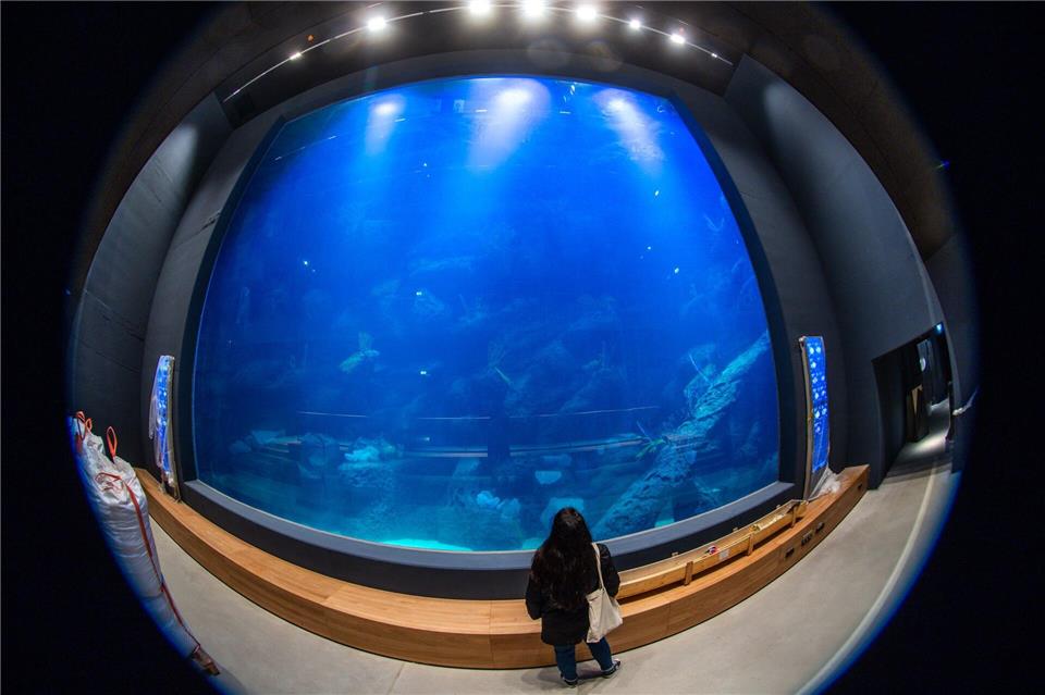 Besucher können künftig durch eine große geneigte Scheibe das „Karibische Riff“ beobachten.Jens Büttner/dpa