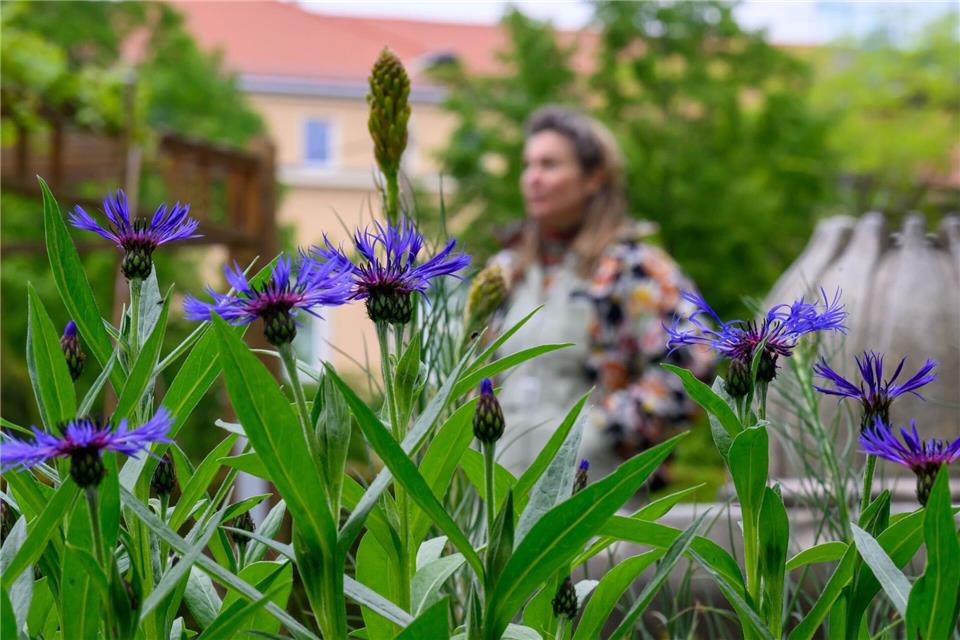 Besucher treffen im Leipziger Apothekergarten auf Arznei- und Giftpflanzen. Hier im Bild die Berg-Flockenblume. Hendrik Schmidt/dpa