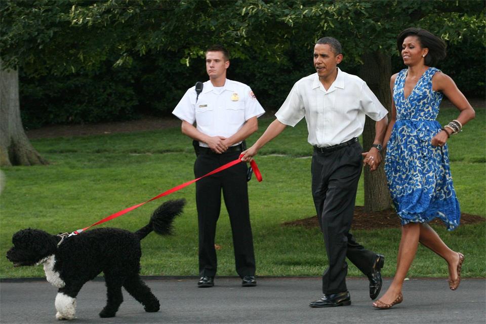 Bevor Hündin Sunny zu den Obamas kam, gehörte auch schon Hund Bo zur Familie. (Archivbild)picture alliance / dpa