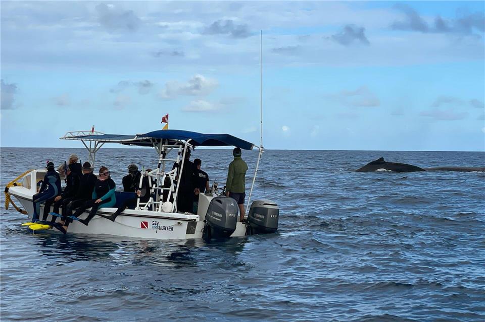 Bevor es zu den Walen ins Wasser geht, nähert man sich ihnen in Beibooten.Manuel Meyer/dpa-tmn