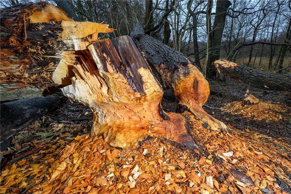 Biber können ganze Bäume fällen. (Archivbild)Patrick Pleul/dpa