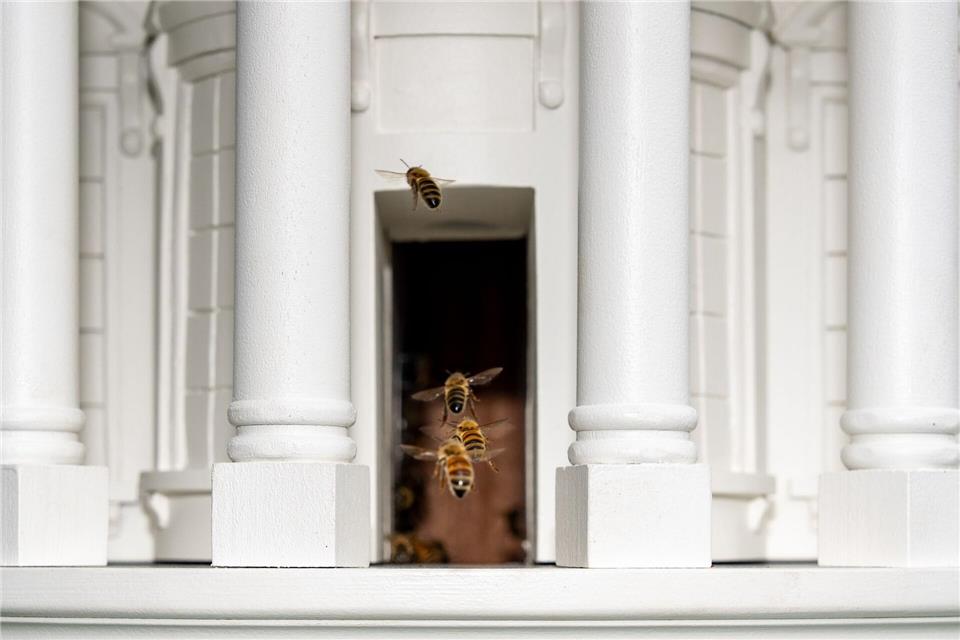 Bienen fliegen durch die Tür eines Bienenstocks, der dem Weißen Haus nachempfunden ist, auf dem Südrasen des Weißen Hauses in Washington.Alex Brandon/AP/dpa