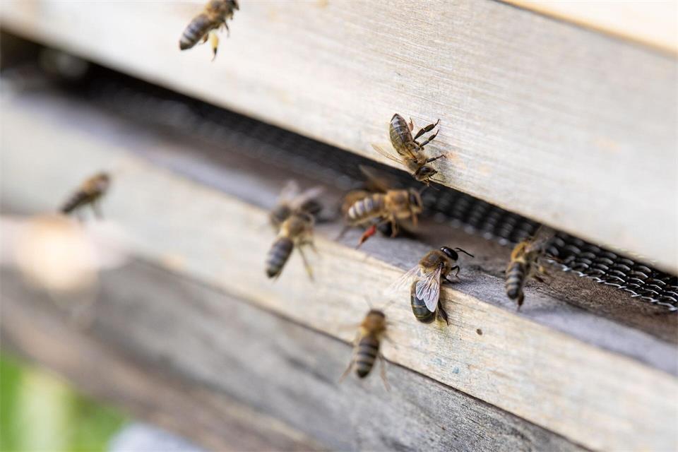 Bienen müssen bei Hitze einen erheblichen Teil ihrer Arbeitskraft in die Kühlung des Stocks statt in die Nektarsuche stecken. (Archivbild)Fabian Sommer/dpa