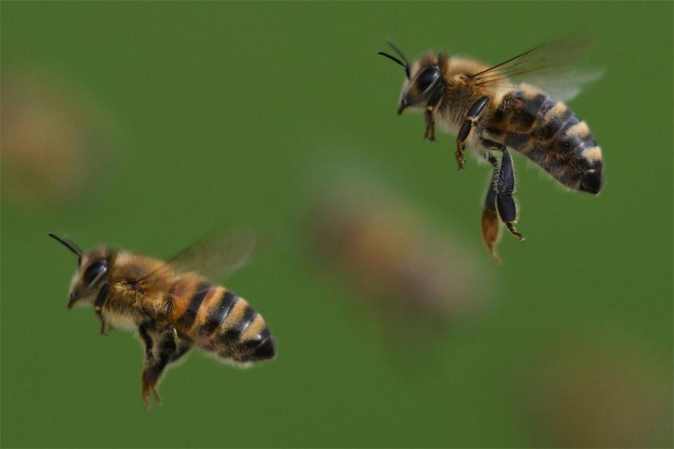 Bienen schwärmen aus. (Illustration)Arne Dedert/dpa/dpa-tmn