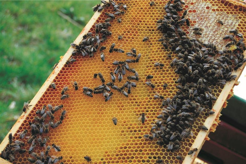 „Bienen und Blüten“ lautete der Titel des Malwettbewerbs für Kita-Kinder, den der Imkerverein ausrichtete.
