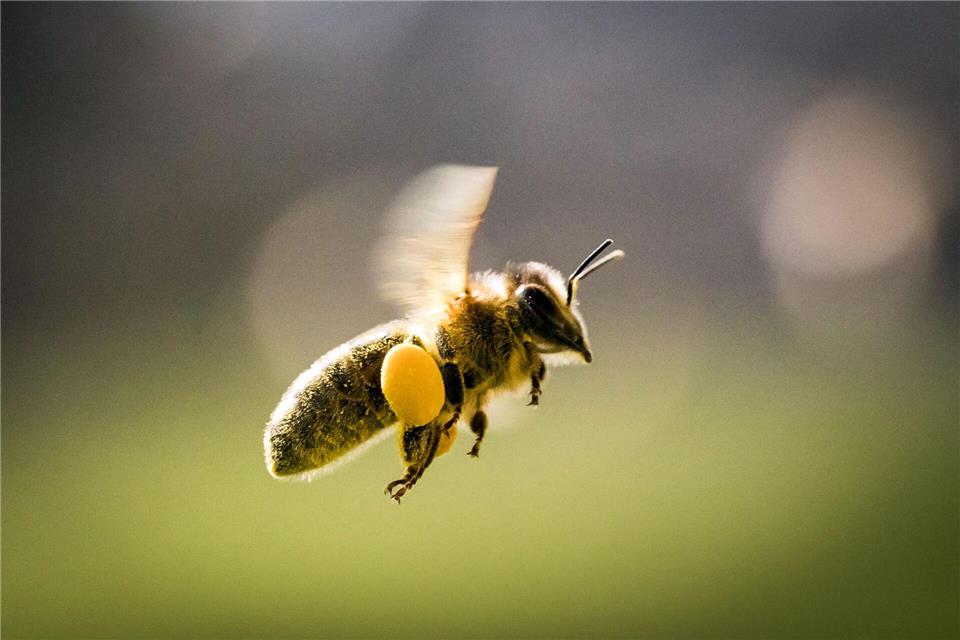 Bienenstich mit Folgen - doch der Lkw-Fahrer hatte noch Glück im Unglück. (Symbolbild)Frank Rumpenhorst/dpa