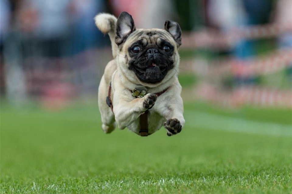 Möpse rennen um die Wette 