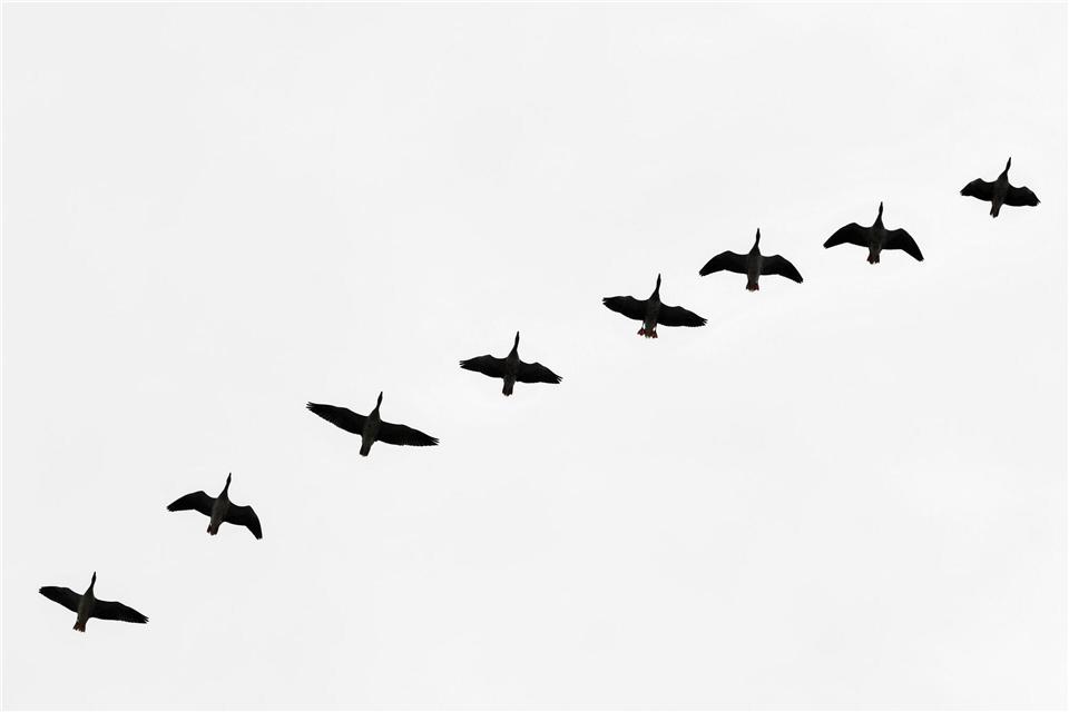 Geflügelpest grassiert auch im Kreis Borken unter Wildgänsen 