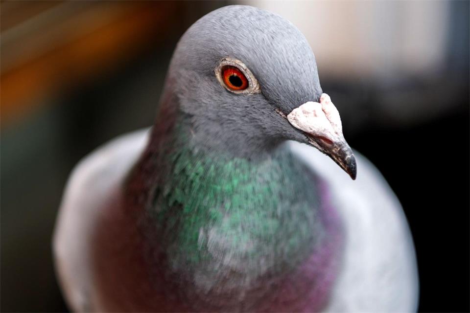 Schnellste Taube schafft bei viertem Jungtierpreisflug 75 km/h