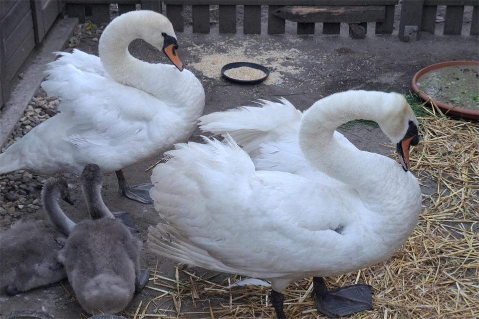 Schwanenfamilie wieder in Freiheit
