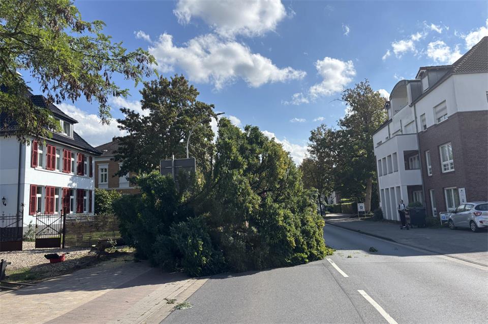 Baum an Heidener Straße kurzfristig gefällt