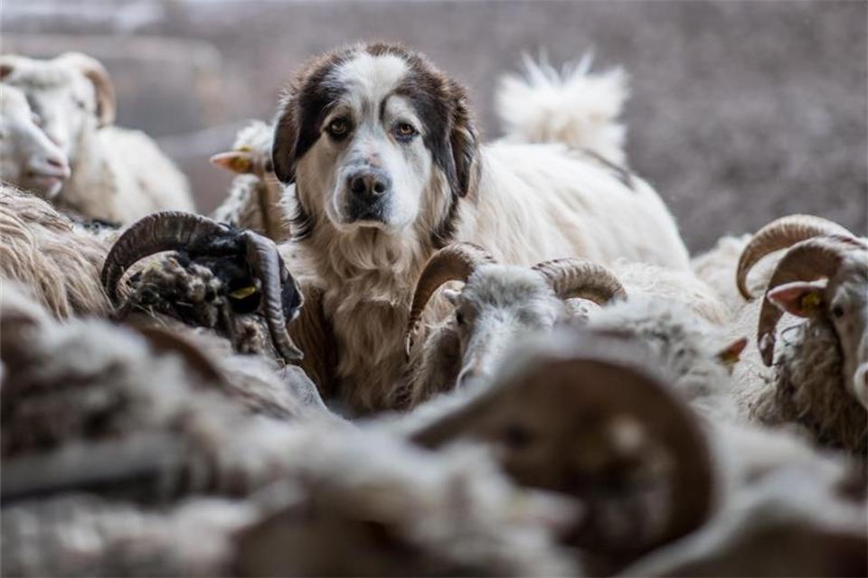 Schutz vor Wölfen: Erste NRW-Schäfer setzen auf Hunde 