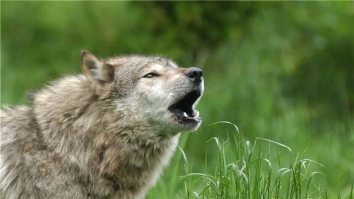 Landrat wird Wolfs-Petition nicht unterzeichnen 