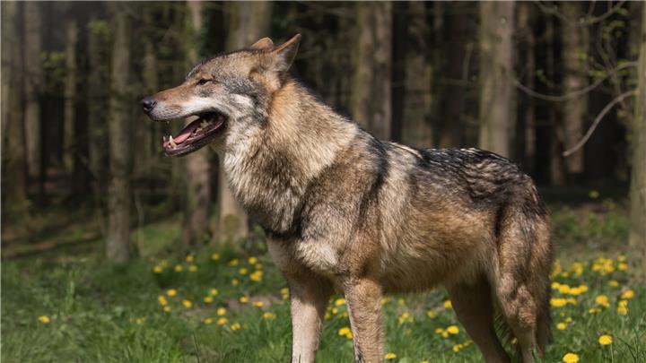Lanuv bestätigt Wolfsnachweise in der Region 