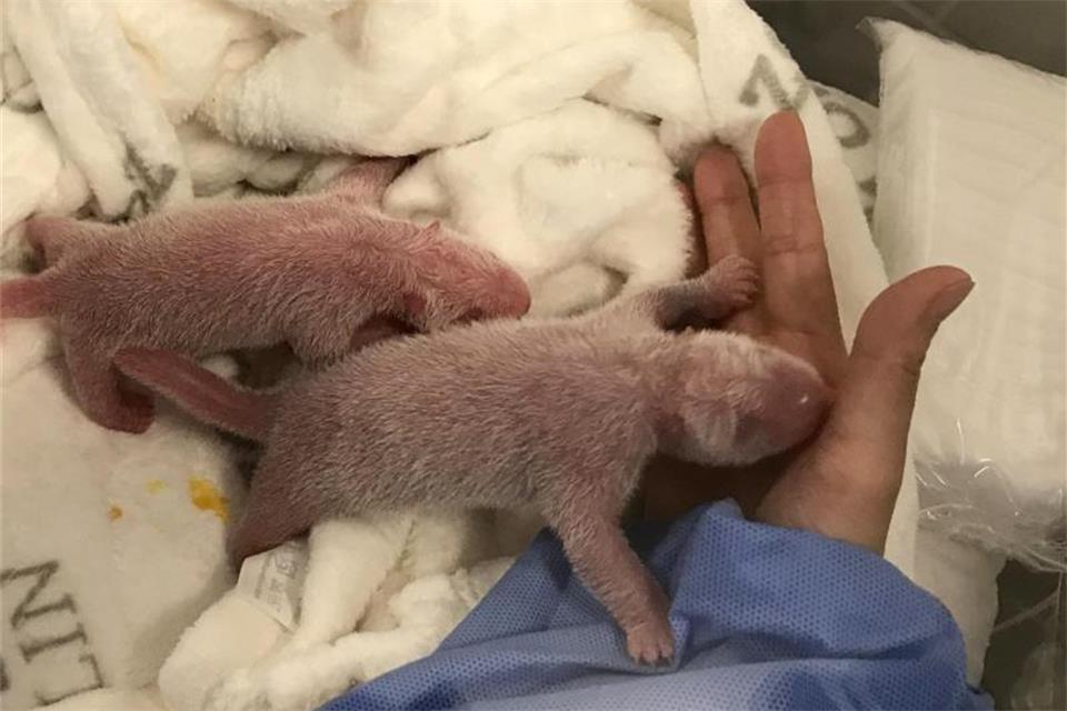 Jubel im Berliner Zoo: Panda-Zwillinge geboren 