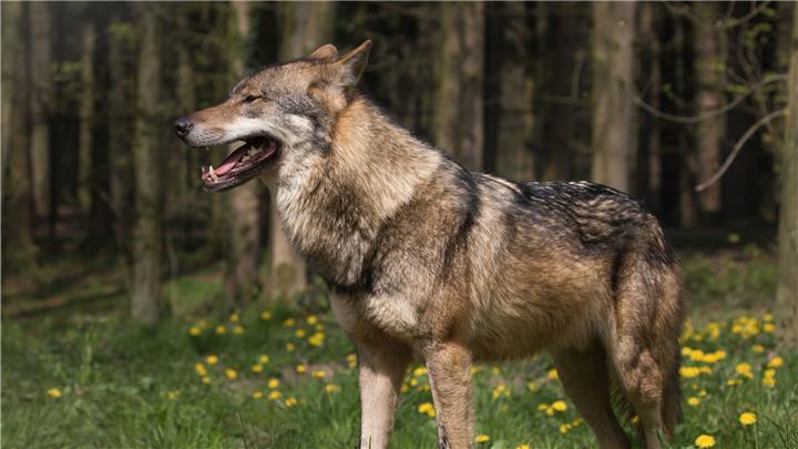 Landesamt bestätigt zwei Wolfsrisse 