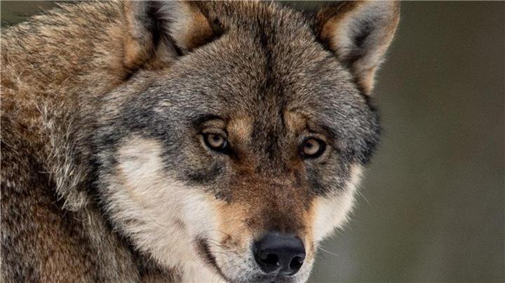 Umweltministerium prüft Nutztierrisse im Wolfsgebiet 