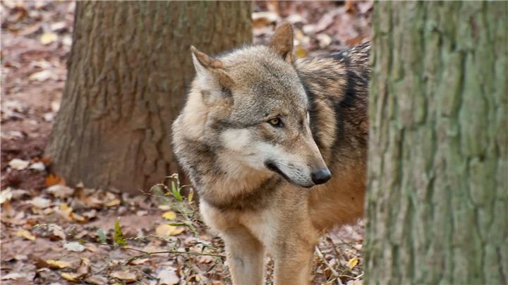 Nabu nimmt Stellung zum zweiten Wolf 