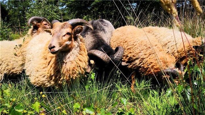 Schafe pflegen Heidefläche in Raesfeld 