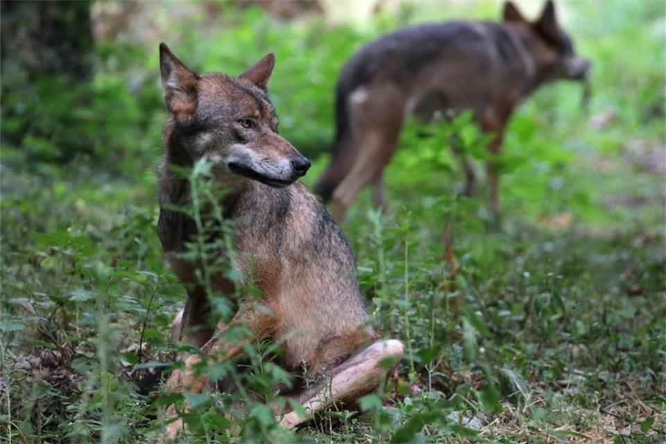 Ministerin Heinen-Esser gegen Wolfsabschuss
