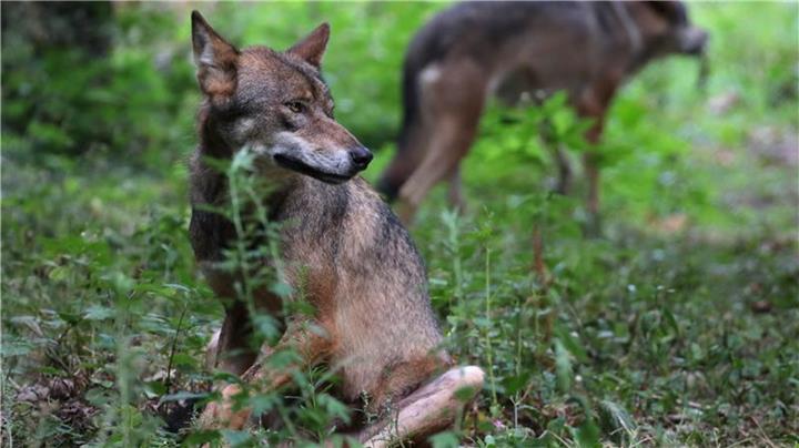 Ministerin Heinen-Esser gegen Wolfsabschuss 