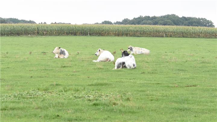 Was wünschen sich Landwirte von der Kommunalpolitik? Was wünschen sich Landwirte von der Kommunalpolitik?