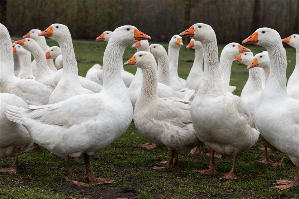 Das Leben einer Gans: Von der Wiese in den Bräter