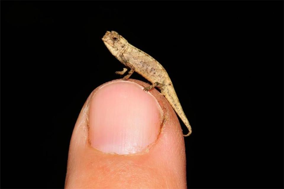 Brookesia nana: Winziges Chamäleon mit großen Genitalien 