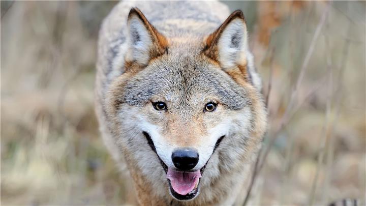 Ministerin: Müssen lernen, mit dem Wolf zu leben 