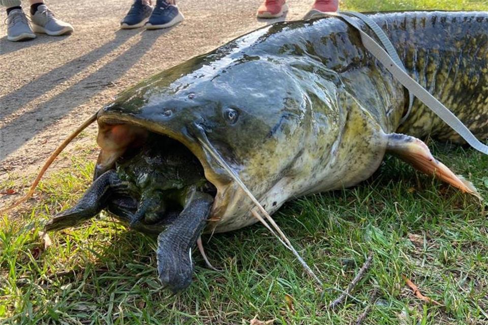 Wels verschluckt sich an Schildkröte - Beide tot 