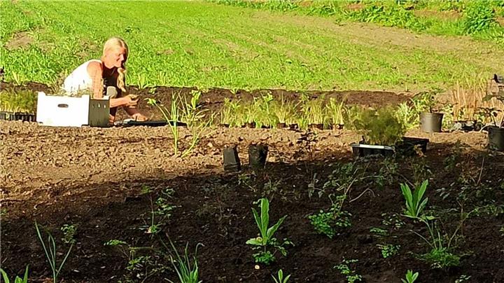 Heimische Pflanzen sollen auf der Kulturwiese blühen 