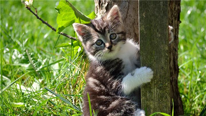 Haustier-Boom in Coronazeiten: Das sind die teuersten Katzenrassen 