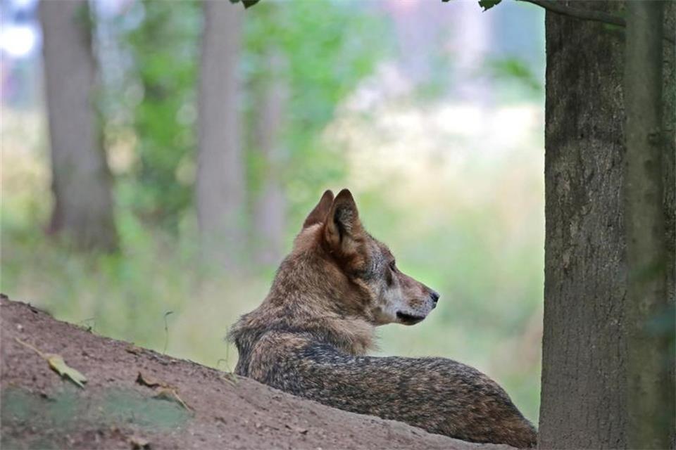 So viele Anträge gibt es wegen des Wolfs