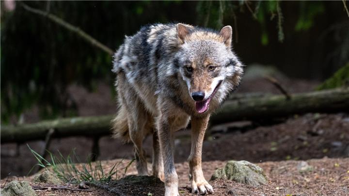 Zwei neue Wölfe in Schermbeck 
