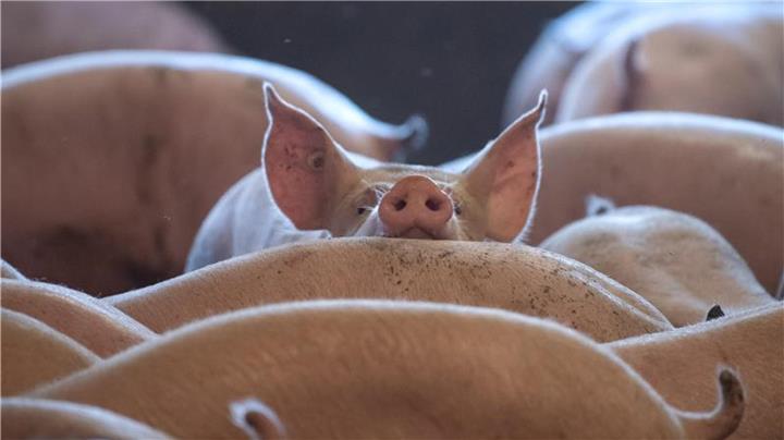 Ermittlungen gegen Schweinemastbetriebe wegen Tierquälerei 