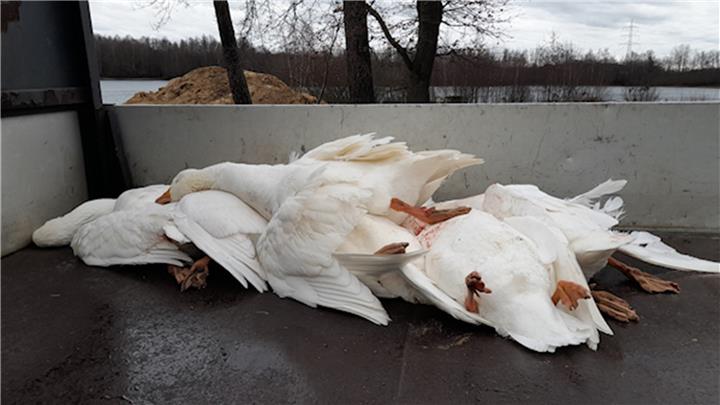 Hausgänse am Velener Baggersee geschossen Hausgänse am Velener Baggersee geschossen