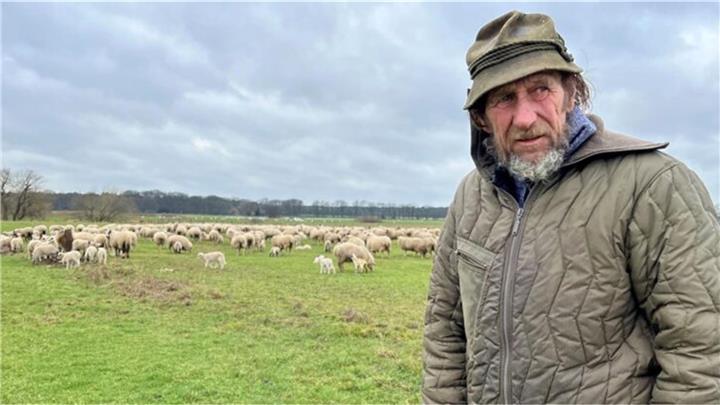 Wolf tötete Erwin Biedermanns Schafe in Dorsten-Rhade Wolf tötete Erwin Biedermanns Schafe in Dorsten-Rhade