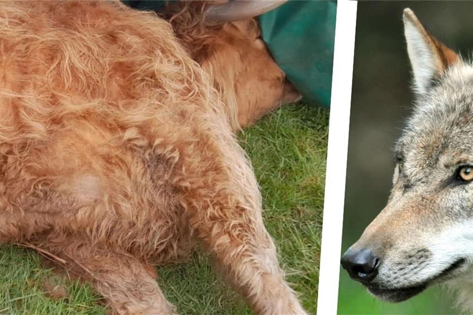 Nachgewiesen: Fraßspuren an Kuh in Schermbeck stammen vom Wolf