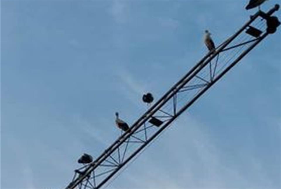 Storchentreffen in Burlo Storchentreffen in Burlo