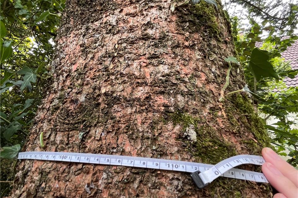 Baumschutzssatzung gehört in die Papiertonne Baumschutzssatzung gehört in die Papiertonne