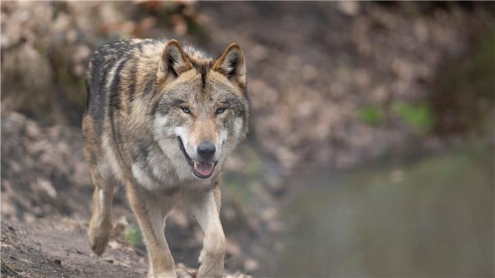 Unbekannter Rüde im Wolfsgebiet Schermbeck 
