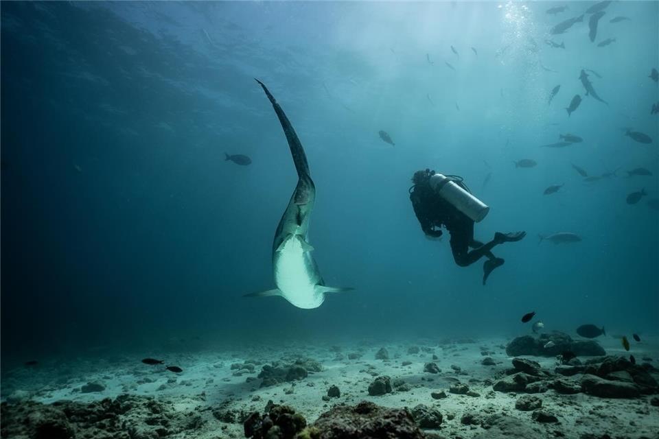 „Kollaps des Fischbestandes“