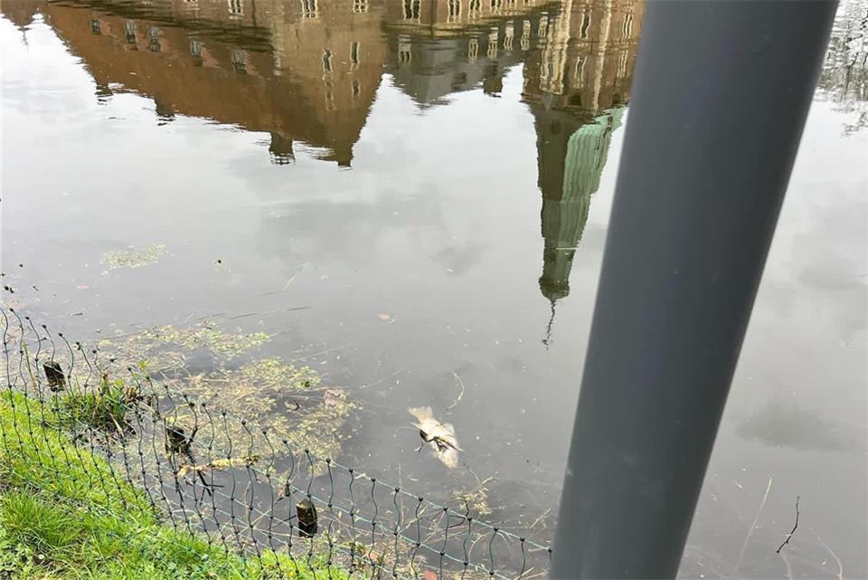 Fische in der Schloss-Gräfte in Raesfeld verendet 